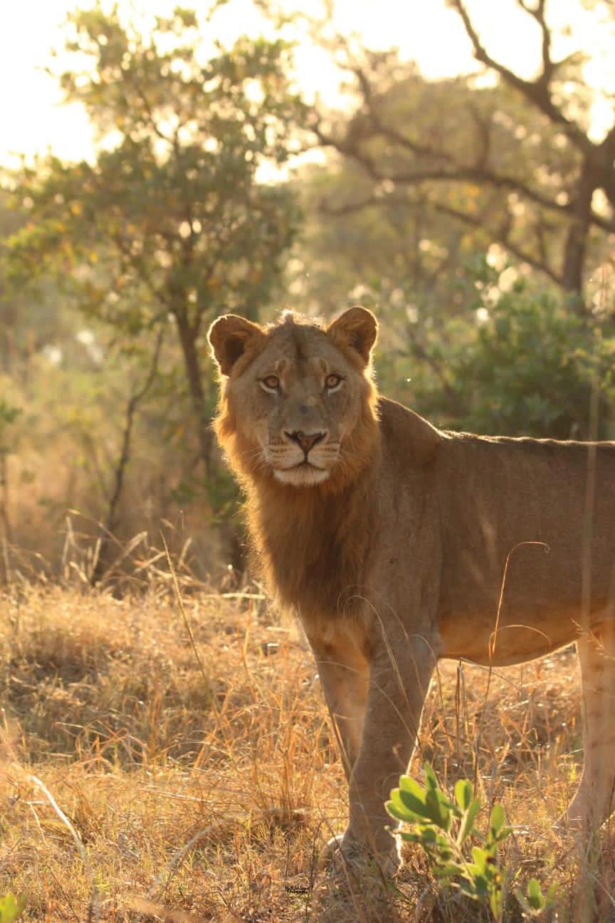 Mdluli Safari Lodge Hazyview Exteriér fotografie